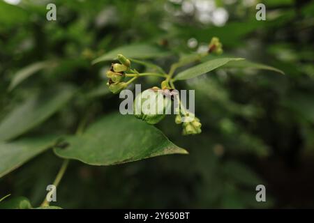 Cette plante médicinale souvent associée à la spiritualité et à la tranquillité, est un véritable joyau du monde naturel. Sa fleur blanche se déploie le soir. Banque D'Images