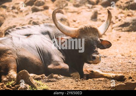 Goa, Inde. Gaur Bull, Bos Gaurus ou Indian Bison reposant sur le sol. C'est la plus grande espèce parmi les bovins sauvages. En Malaisie, on l'appelle Banque D'Images