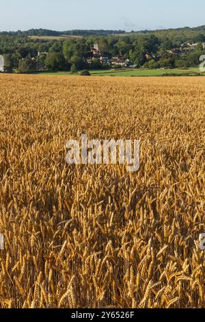 Angleterre, Kent, Elham Valley, champs de blé Banque D'Images