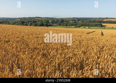 Angleterre, Kent, Elham Valley, champs de blé Banque D'Images