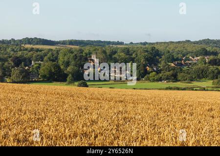 Angleterre, Kent, Elham Valley, champs de blé Banque D'Images