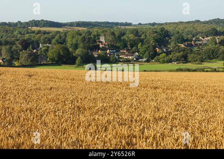 Angleterre, Kent, Elham Valley, champs de blé Banque D'Images