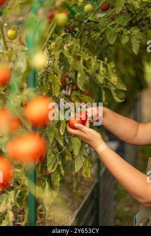 L'agriculteur récolte des tomates rouges mûres de la vigne à l'aide de cisailles de jardinage Banque D'Images