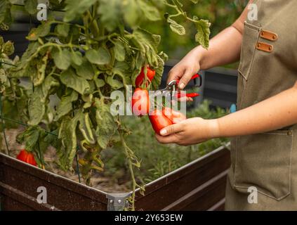 Agriculteur cueille des tomates de la vigne dans un jardin, en utilisant des cisailles de jardinage Banque D'Images