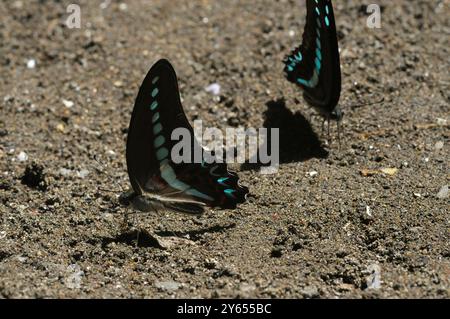Papillons dans le Parc des Papillons Bantimurung Indonésie Banque D'Images
