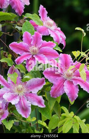 Clematis Doctor Ruppel, clématites précoces à grandes fleurs, grimpeur à feuilles caduques, fleurs rose pâle avec un large bar central rose rougeâtre profond, légèrement ondulé Banque D'Images