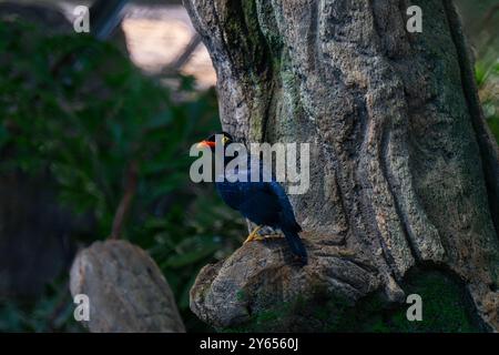 Commune colline Myna sur un arbre Banque D'Images