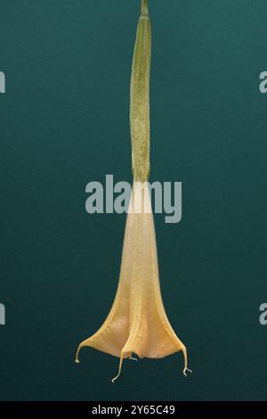 Gros plan de la fleur de Brugmansia avec une profondeur de champ maximale sur fond vert. Banque D'Images