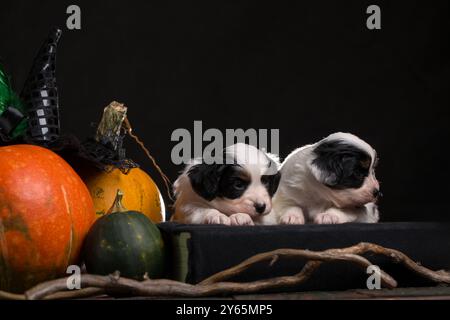 Two Puppies papillon race est couché sur un livre noir à côté de citrouilles orange. Concept d'Halloween Banque D'Images