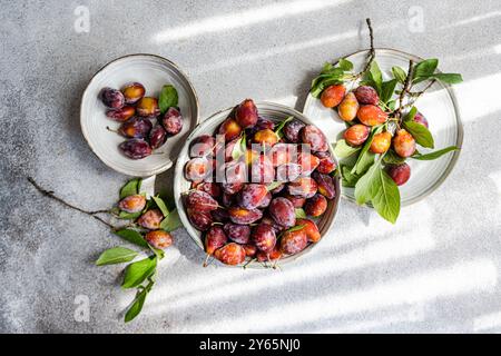 Vue de dessus de prunes biologiques mûres fraîchement cueillies dans le verger, exposées dans divers bols à côté des feuilles et des branches, sur une surface grise texturée, Banque D'Images