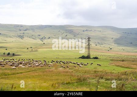 Un paysage géorgien serein avec un troupeau de moutons qui paissent sur de vastes collines doucement vallonnées sous un ciel nuageux, avec un pylône électrique solitaire STA Banque D'Images