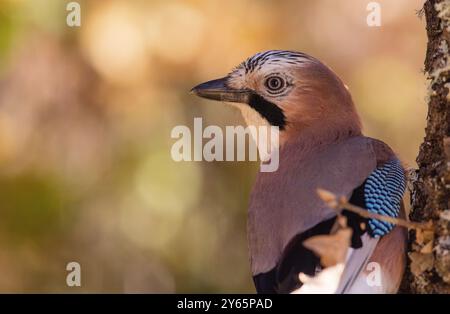 Gros plan détaillé d'un jay eurasien mettant en valeur ses marques faciales frappantes et ses plumes d'ailes bleues éclatantes, sur un fond doux et naturel Banque D'Images