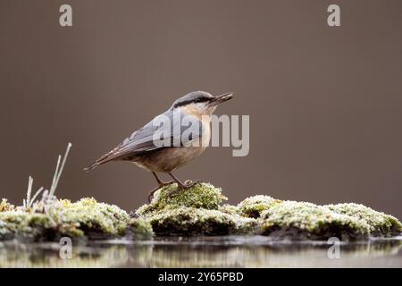 Une écoutille eurasienne se dresse élégamment sur un rocher recouvert de mousse, créant une scène de nature sereine avec un fond doux et gris. Banque D'Images