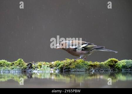 Un Chaffinch commun mâle s'arrête pour boire au bord mousselé d'une flaque, son corps se reflétant dans l'eau calme, avec une pluie douce tombant dans le dos silencieux Banque D'Images