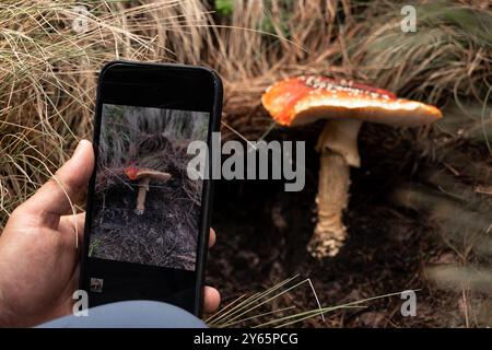 Gros plan d'une personne utilisant un smartphone pour photographier un champignon rouge et blanc éclatant au milieu de l'herbe sauvage lors d'une randonnée Banque D'Images