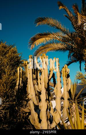 Une représentation vivante avec de grands cactus et des frondes de palmier balançant contre un ciel bleu brillant à Cabo de Gata, Almeria, Espagne, mettant en valeur le fl naturel Banque D'Images