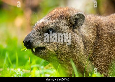 Une image détaillée en gros plan capture un hyrax sauvage grignotant sur des brins d'herbe verts dans les paysages luxuriants de Nakuru, au Kenya, l'emblématique rongeur Banque D'Images