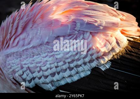 Photographie rapprochée vibrante du plumage rose et blanc d'une cigogne à bec jaune, capturée dans le cadre naturel de Nakuru, au Kenya, la texture détaillée Banque D'Images