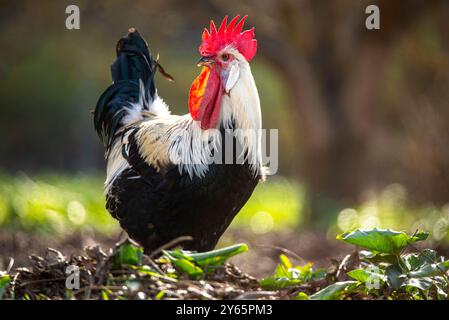 Un coq impressionnant avec un peigne rouge fourre en toute confiance dans un champ ensoleillé, entouré par la douce lueur de la lumière du soleil et du feuillage naturel. Banque D'Images