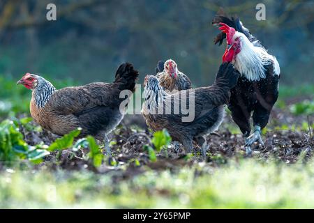 Un groupe dynamique de poules et un coq piquent le sol, se nourrissant dans la verdure d'un champ ouvert sur une ferme. Banque D'Images