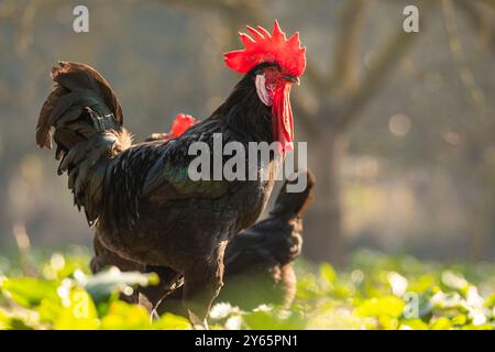 Un coq majestueux, au plumage radieux, fourrage au milieu de la verdure, baigné de lumière chaude du soleil avec des poules à proximité. Banque D'Images
