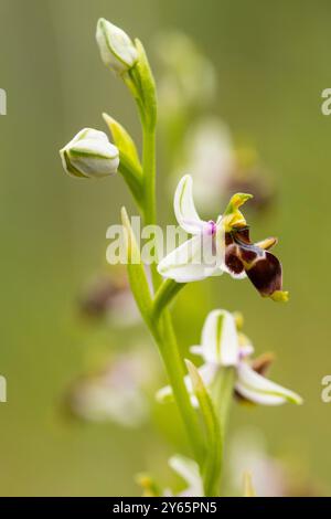 Vue rapprochée d'une orchidée d'abeille sauvage (Ophrys apifera) avec des pétales délicats, ressemblant à un pollinisateur sur un fond vert doux. Banque D'Images