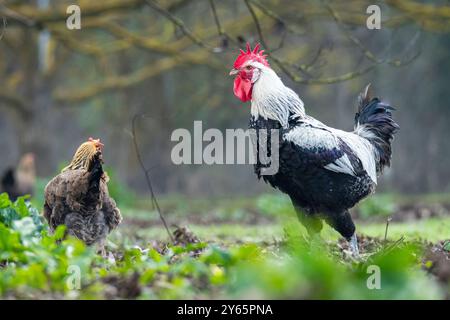 Un coq et des poules vibrants se promènent librement et picolent au sol à la recherche de nourriture dans un cadre rustique et naturel. Banque D'Images