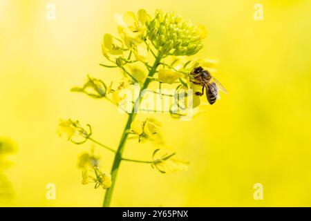 Une abeille à miel très active recueille le pollen sur des fleurs jaunes vibrantes sur un fond doux et ensoleillé. Banque D'Images