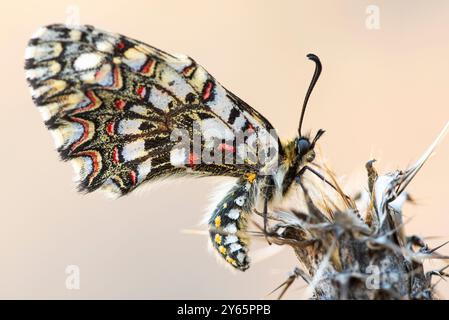 Cette image capture un papillon Arlequin, Zerynthia rumina, avec ses ailes déployées, assis sur une brindille séchée, mettant en valeur son motif et sa couleur frappants Banque D'Images