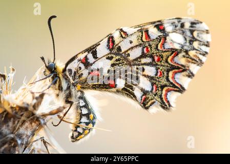 Image en gros plan montrant les motifs complexes et les couleurs d'un papillon Arlequin, Zerynthia rumina, sur un fond doux. Banque D'Images