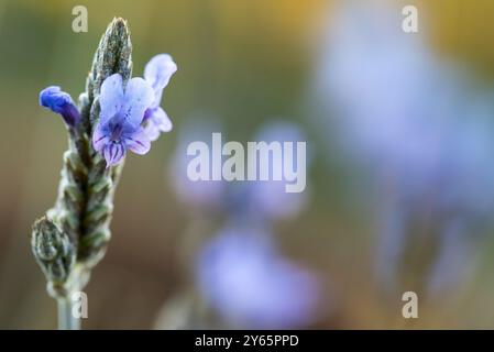 Photo macro capturant les détails délicats d'une fleur de lavande avec un arrière-plan subtilement flou mettant en valeur les couleurs violettes éclatantes. Banque D'Images