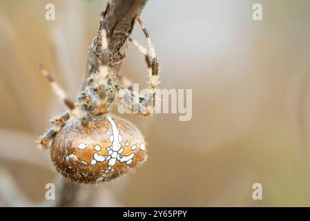 Gros plan détaillé d'une araignée croisée, Araneus diadematus, montrant ses marques distinctives et ses pattes poilues. Banque D'Images