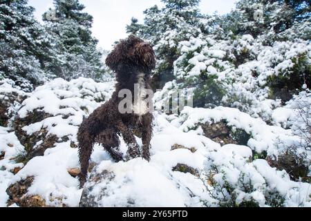 Un chien d'eau se tient bien en vue sur des rochers enneigés au milieu d'une forêt dense et enneigée. Sa fourrure bouclée et foncée contraste fortement avec la neige blanche Banque D'Images