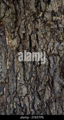 Vue détaillée de la texture rugueuse de l'écorce d'un arbre, prise dans le golfe de Papagayo, mettant en évidence les motifs complexes de la nature. Banque D'Images