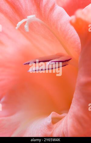 Macro-photographie en gros plan capturant les détails délicats de l'étamine et du pistil d'une fleur de Gladiolus avec une mise au point douce sélective pour améliorer le vibran Banque D'Images