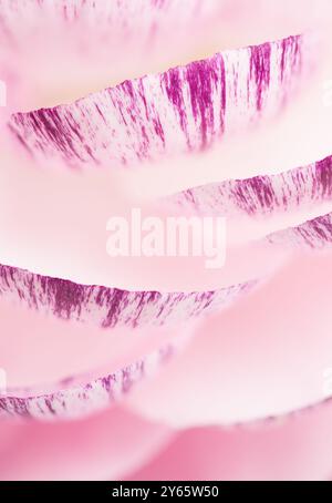 Macrophotographie mettant en évidence la beauté subtile des pétales de fleurs de ranoncule dans des tons roses avec flou sélectif, révélant des détails complexes et te Banque D'Images
