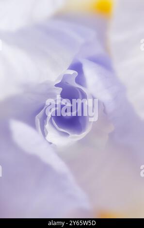 Une macro photographie onirique capture l'essence délicate d'une fleur d'iris violette à l'aide d'un flou sélectif, créant un SC floral tranquille et abstrait Banque D'Images