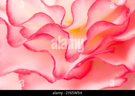 La photographie macro en gros plan capture la beauté délicate des pétales de bégonia roses avec un effet de flou, mettant en évidence leurs courbes douces et leurs dégradés Banque D'Images