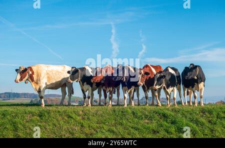Une lignée sereine de vaches multicolores debout sur une prairie verte luxuriante sous un ciel bleu vif, mettant en valeur la vie tranquille sur une ferme Banque D'Images