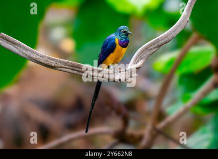 Starling doré, Cosmopsarus regius, Starling brillant. Vivant en Somalie, en Éthiopie, dans l'est du Kenya, dans le nord-est de la Tanzanie. Banque D'Images