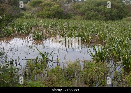 Réserve de zones humides sous le RACV Resort à Inverloch Banque D'Images