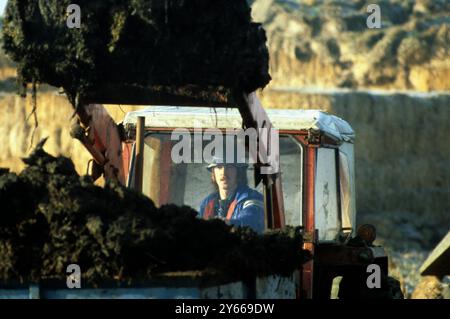 Hiver : agriculteur John Mealing chargement de l'épandeur de boue ou de fumier à l'aide d'un tracteur Massey Ferguson 165 , Lincolnshire , Angleterre . Janvier 1979 Banque D'Images