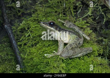 Grenouille rocheuse venimeuse (Odorrana hosii) sur la surface de roches moussues. Banque D'Images