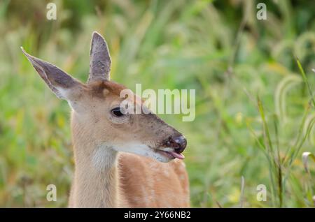 cerf Banque D'Images