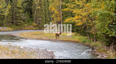 Wapiti sauvage de taureau reposant et fourrageant seul au bord de la forêt en saison des feuillages d'automne. Parc national Banff, Rocheuses canadiennes. Alberta, Canada. Banque D'Images