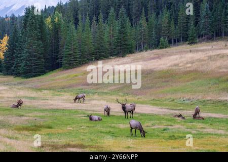 Wapiti de taureau sauvage se reposant seul dans la prairie au bord de la forêt en saison de feuillage d'automne. Parc national Banff, Rocheuses canadiennes. Alberta, Canada. Banque D'Images