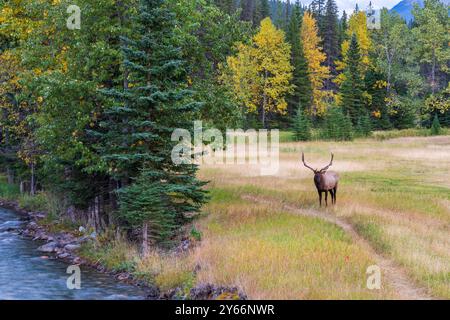 Wapiti de taureau sauvage se reposant seul dans la prairie au bord de la forêt en saison de feuillage d'automne. Parc national Banff, Rocheuses canadiennes. Alberta, Canada. Banque D'Images