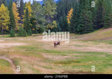 Wapiti de taureau sauvage se reposant seul dans la prairie au bord de la forêt en saison de feuillage d'automne. Parc national Banff, Rocheuses canadiennes. Alberta, Canada. Banque D'Images