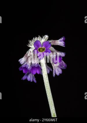 Gros plan de la fleur Primula capitata «Noverna» isolée sur fond noir Banque D'Images