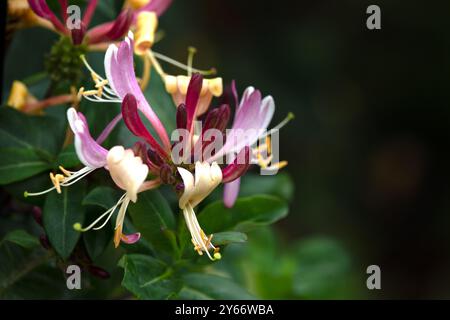 Gros plan de fleurs de chèvrefeuille (Lonicera periclymenum 'Rhubarb and Custard') Banque D'Images